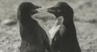 'Depraved' sex acts by penguins shocked polar explorer