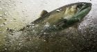 450,000 salmon to be destroyed after outbreak of anemia in Newfoundland and Labrador