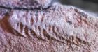 Fossilized 'nursery' of early animals found in Newfoundland