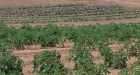 Central, Eastern Canada undergoing drought as crops bake
