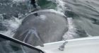 Whale spooks couple fishing in B.C.