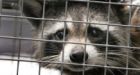 Aggressive raccoon attacks woman in downtown Vancouver