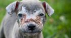 BC Pit Bull Pup  found with extensive rope burns