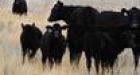 Beef scare resurrects talk of national E. coli vaccine for cattle