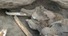 Well-preserved mammoth carcass found in Siberian permafrost