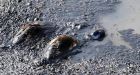 No charges to be laid in duck deaths on oilsands tailings pond