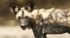 Tot mauled to death by wild dogs at Pittsburgh Zoo
