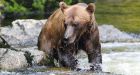 Impossible to know if U.S. bear trainer was conscious when mauled