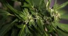 Voters in Washington and Colorado legalize recreational marijuana | The Ticket