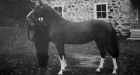 Morning Glory: Canada's own WWI war horse