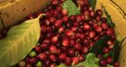Coffee beans in danger of extinction