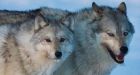 B.C. considering wolf culls in new management plan
