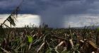 Deadly Typhoon Bopha makes U-turn, threatens Philippines again