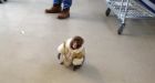 Monkey found on the loose at North York IKEA store