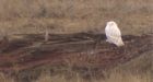 Snowy owls starving in southern B.C.