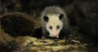 New Year's possum drop gets go-ahead, minus live one