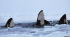Killer whales escape as Canada's Hudson Bay ice shifts