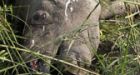 Indian one-horned rhino poached on reserves