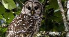 Shooting of owls OK'd to protect endangered species
