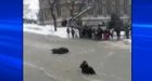 Flood in Montreal sweeps student down street