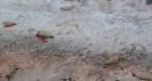 Dozens of dead seals found on P.E.I. beach