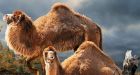 Ancient Arctic camel offers climate change clues
