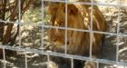 Female intern killed by lion at California animal sanctuary