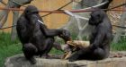 Zookeeper injured after gorilla raids kitchen
