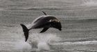Ukrainian Killer Dolphins Deserted to Seek Mates