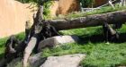 Calgary zookeeper loses job after gorillas discover the kitchen