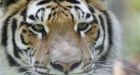 Quebec zookeeper expected to live after tiger attack