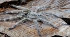 Tarantula the size of a dinner plate discovered in Sri Lanka