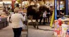 Moose dies after stroll through B.C. grocery store