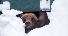 Grouse Mountain's resident grizzlies end hibernation