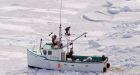 East Coast seal hunt continues in spite of legal battle over EU ban