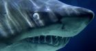 Cannibal sharks eat siblings in utero