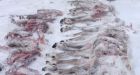 Parts of 50 caribou found wasted near Gameti, N.W.T.