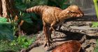 Dome-headed, dog-sized dinosaur once roamed southern Alberta