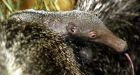 Anteater's birth in female-only pen stumps zoo staff