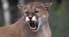 Alberta man grabs cougar by the tail to save dog