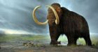 Woolly mammoth discovery raises exciting possibilities