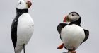 Atlantic puffin population in peril