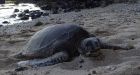 How the turtle got its unique hard shell