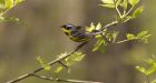 Climate change keeping early birds from getting worms: study