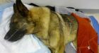 Mental illness led man to beat dog with bat, says lawyer