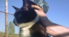 Cat taped with cellphones found outside Russian prison