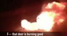 'Deer burning' video in Dawson Creek, B.C., stirs outrage
