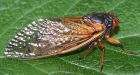 Cicadas reappear after 17 years