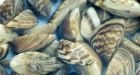 Zebra mussels threaten Lake of the Woods, Rainy River