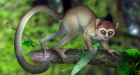 Oldest primate fossil reveals tiny 'cousin' of human ancestor